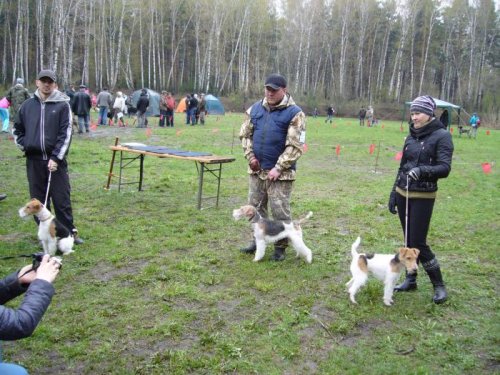 Фоксы на выставке