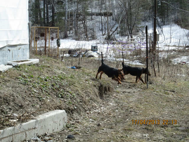 ганс и айна
