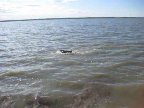 Хинди  ныряет на озере