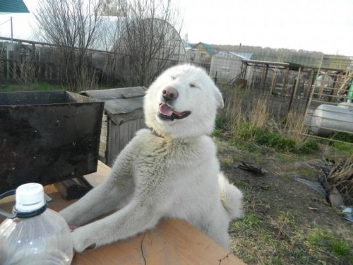 доволен