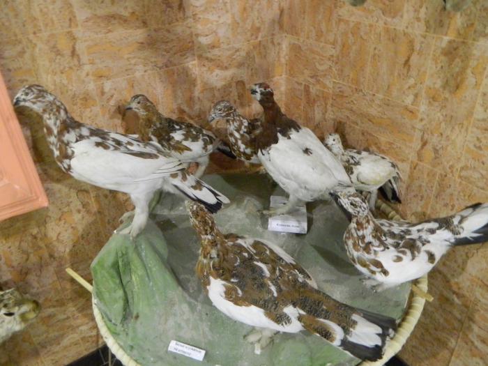 белые куропатки 
