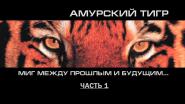 Амурский тигр. Миг между прошлым и будущим