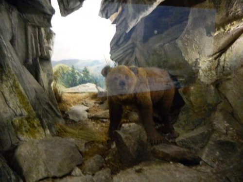 музей город Сибай - медведь