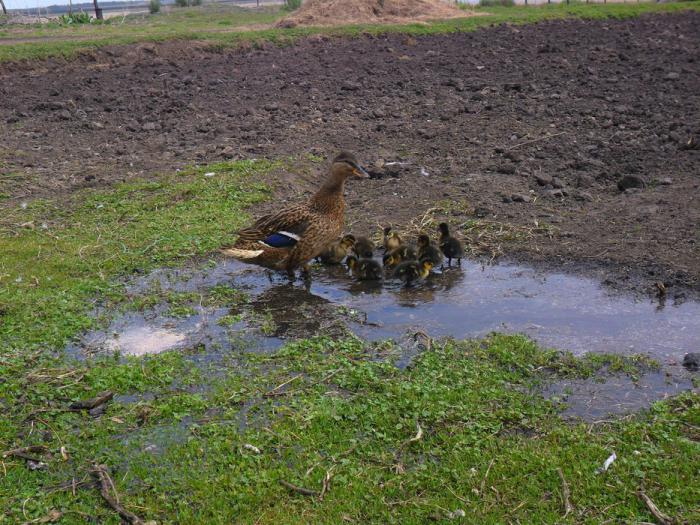 Первые шаги и первые водные процедуры...