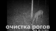 Очистка рогов
