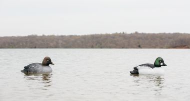 гогли