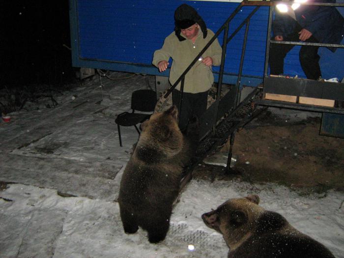 Мишки в гости пришли:)