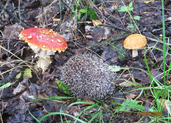 mushroom picker golyutsagenshik)))
