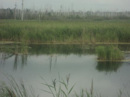 уточки