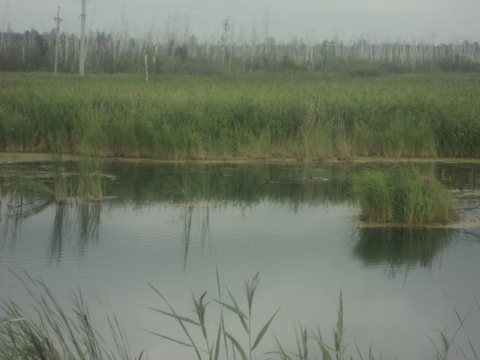 уточки