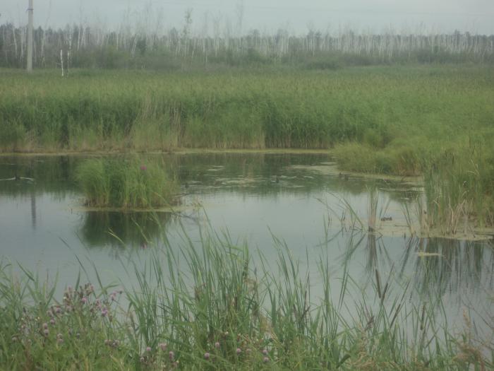 уточки