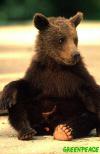  Томские власти открыли охоту на медведя-дебошира