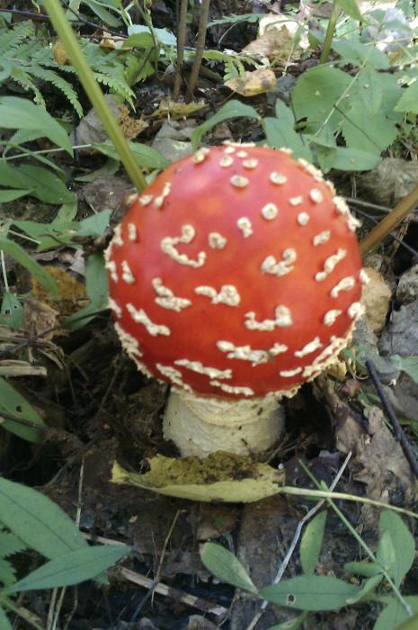 Мухоморчик