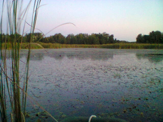 Кормовое болото.