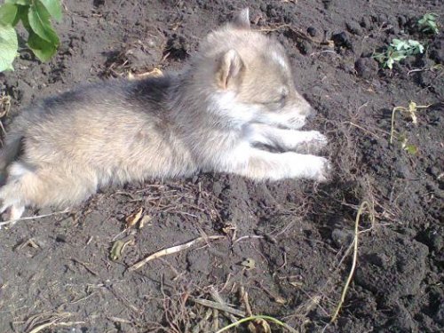 Мой будущий напарник Амур