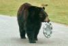 Нефтяники прикормили медвежонка