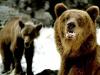 В Кузбассе голодные медведи добрались до городской площади