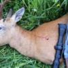 В Хакасии браконьеров будут судить за убийство косули