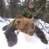 Охотники Красноярского края теряют интерес к отстрелу медведей