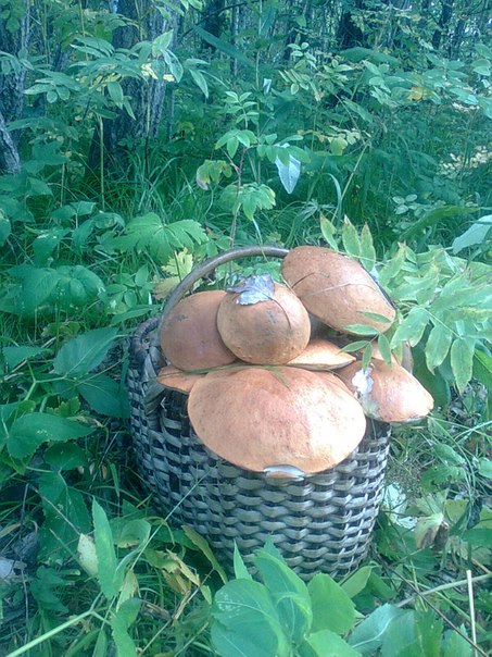 Подосиновики, дары леса:)