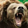 В Тегульдете отстрелили медведя-инвалида. В Чаинском районе разыскивают "медведя-призрака"