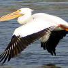 В Омской области браконьеры убили двух пеликанов, занесенных в Красную книгу