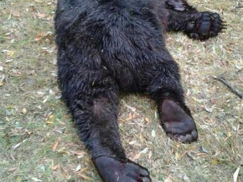 медведь, который напал на Сергея Румянцева