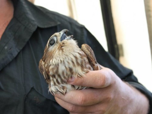 Дербник (Falco columbarius)
