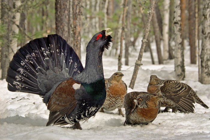 2013 11 14da04a2cf80a4690988bd3e7130cbcd rsu 1000 800 глухариный ток что это