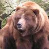 Медведи в Томской области окончательно легли в спячку