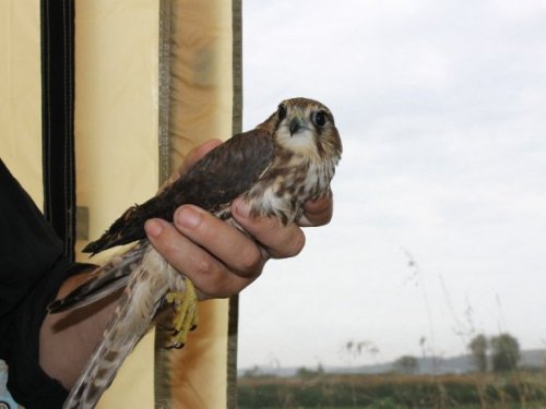 Дербник (Falco columbarius)