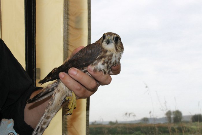 Дербник (Falco columbarius)