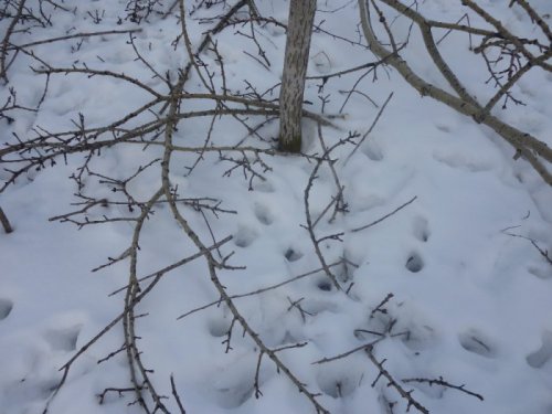 косулий завтрак