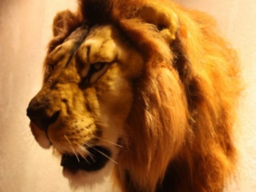 Царь зверей - Лев