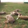 В Омске браконьер вместо одной косули убил трех
