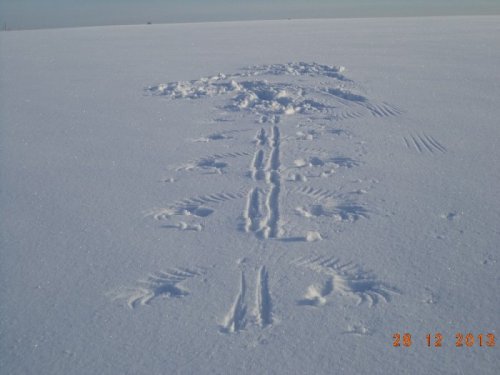 кто резвился