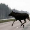 В Пермском крае охотник добил травмированного лося и стал браконьером