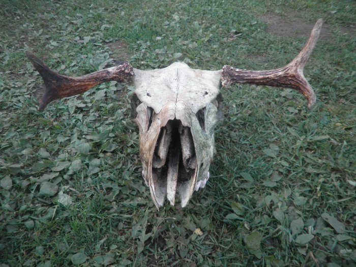 Нашли в лесу.