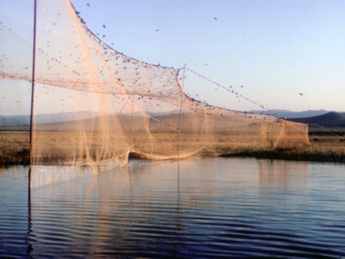Ловушка для отлова птиц в Туве