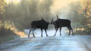 Bull Moose fighting - Severe injury