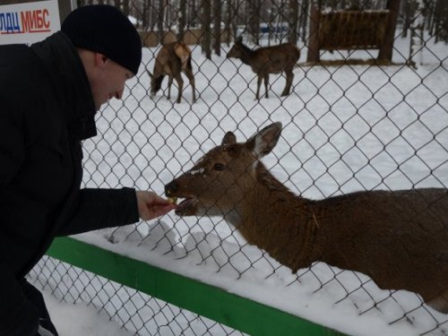 Яблочко для сибирячки