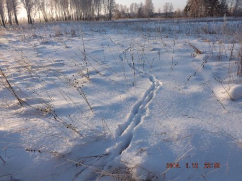 След косули.