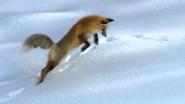 Fox is hunting in the snow - Лиса охотится в снегу