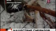 Якутию атакуют хищные волкособы