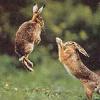В Кузбассе будут разводить зайцев-русаков