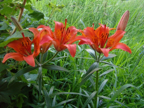 Сардаана - цветок, воспетый в песнях саха / Охотничьи фото: Природа /  Сибирский охотник