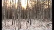 Охота на оленя выпуск 40 (Охота и рыбалка в Якутии)