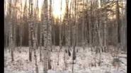 Охота на оленя выпуск 40 (Охота и рыбалка в Якутии)