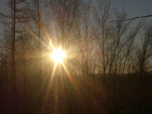закат в лесу