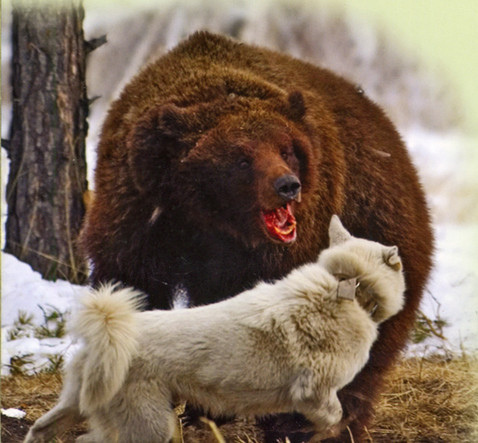 рассказы про охоту на медведей